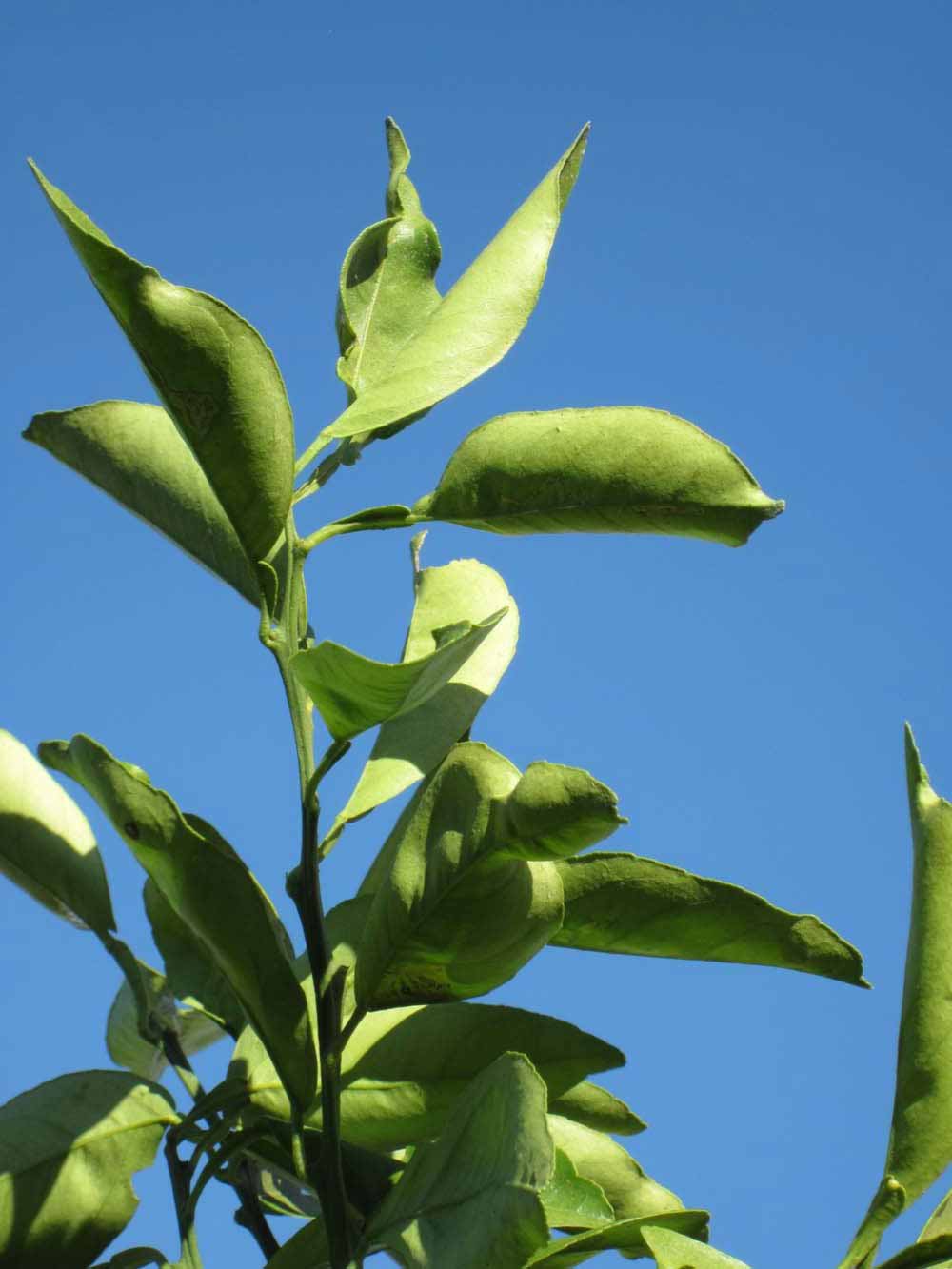            Sun leaves (Winter Haven, FL)   
